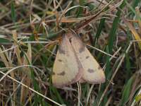 Nach 86 Jahren haben Schmetterlingsforscher eine seltene Schmetterlingsart wiederentdeckt. - Foto: Robert Trusch/Naturkundemuseum Karlsruhe/dpa