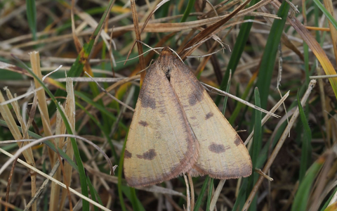 Nach 86 Jahren haben Schmetterlingsforscher eine seltene Schmetterlingsart wiederentdeckt. - Foto: Robert Trusch/Naturkundemuseum Karlsruhe/dpa