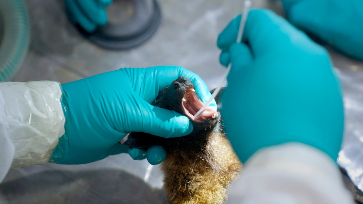 Was auf Corona folgt: MDR blickt auf die nächste Pandemie - Foto: presseportal.de