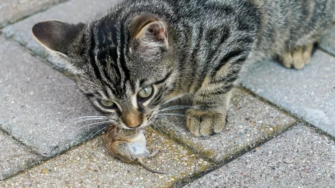 Eine junge Katze mit ihrer Beute - einer Maus. - Bild: Peter Endig/dpa-Zentralbild/dpa