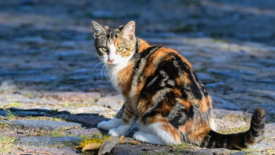 Die Hauskatze gelangte vor mehr als 2000 Jahren über den Nahen Osten nach Europa. - Bild: Patrick Pleul/dpa
