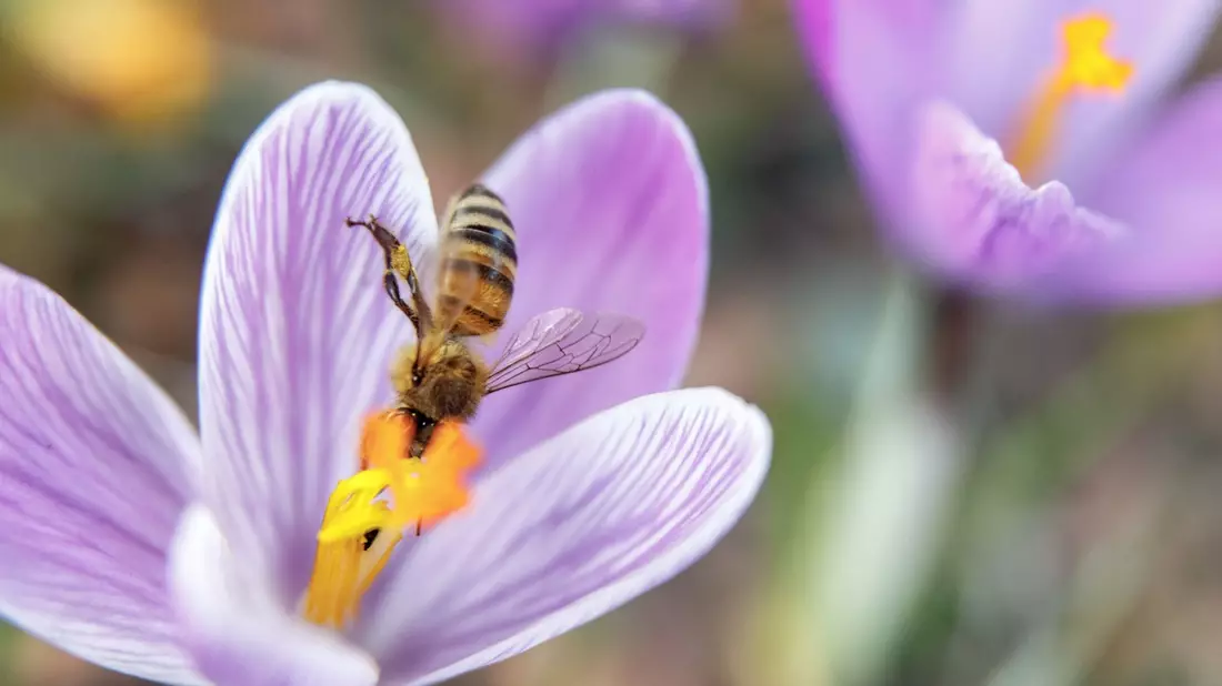 Einen Tag vor dem offiziellen Frühlingsbeginn sammelt eine Biene Nektar aus einer Krokusblüte. - Bild: Markus Scholz/dpa