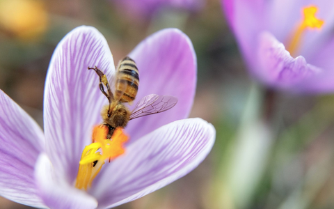 Einen Tag vor dem offiziellen Frühlingsbeginn sammelt eine Biene Nektar aus einer Krokusblüte. - Foto: Markus Scholz/dpa