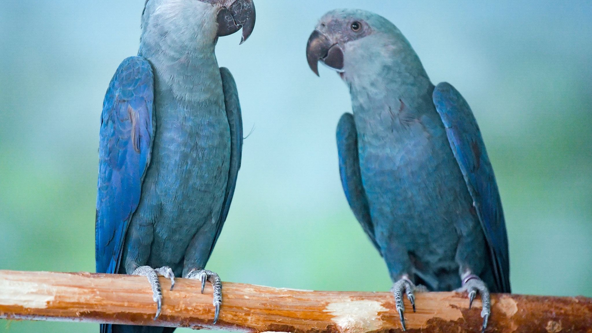 Spix-Aras (Cyanopsitta spixii) in einer Voliere. - Foto: Patrick Pleul/dpa-Zentralbild/ZB