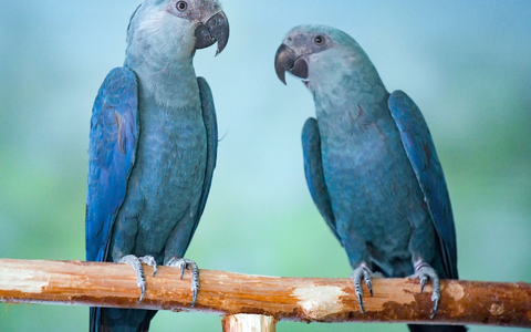 Spix-Aras (Cyanopsitta spixii) in einer Voliere. - Foto: Patrick Pleul/dpa-Zentralbild/ZB