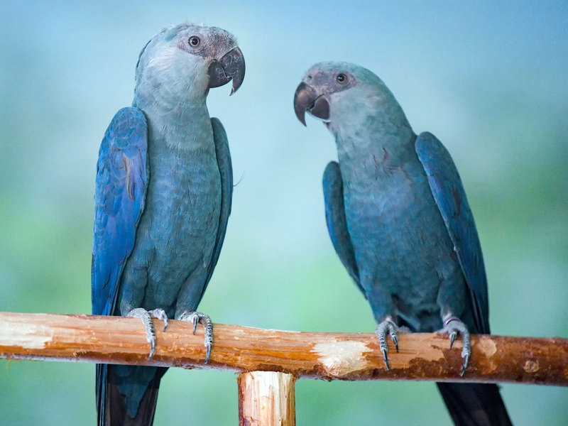 Spix-Aras (Cyanopsitta spixii) in einer Voliere. - Foto: Patrick Pleul/dpa-Zentralbild/ZB
