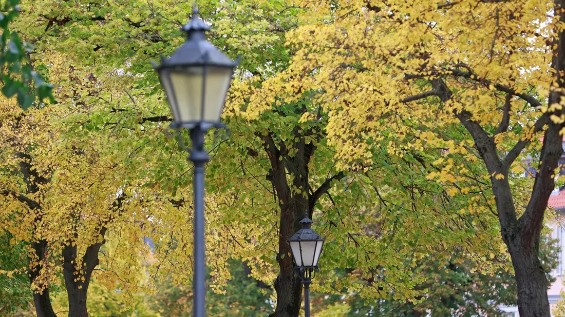Herbstlich gefärbt sind die Bäume am Domplatz in Halberstadt, Sachsen-Anhalt. - Bild: Matthias Bein/dpa