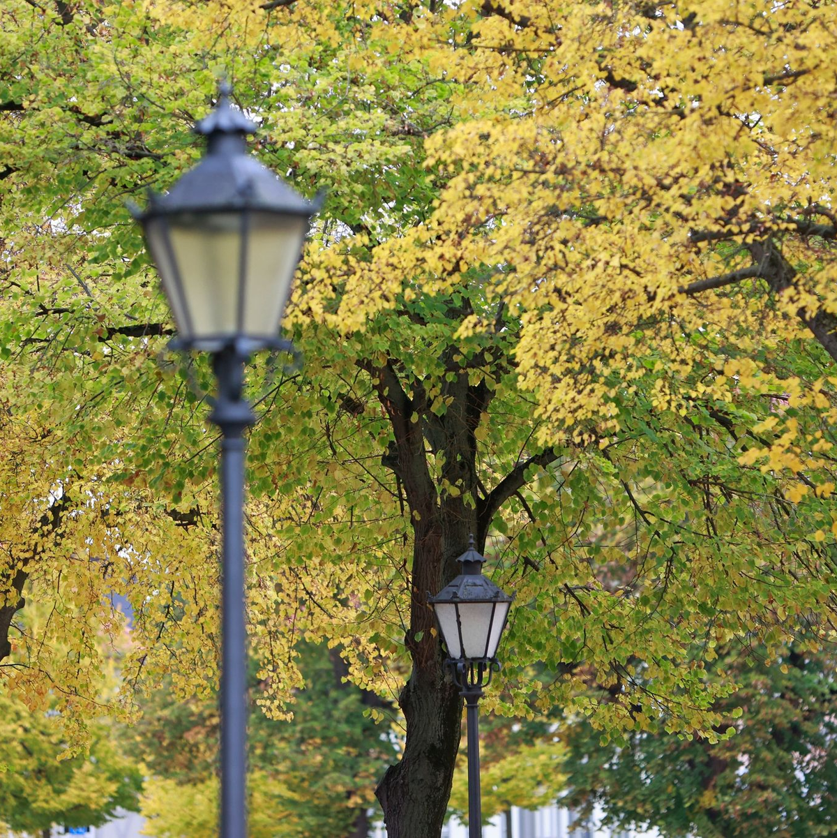 Herbstlich gefärbt sind die Bäume am Domplatz in Halberstadt, Sachsen-Anhalt. - Foto: Matthias Bein/dpa