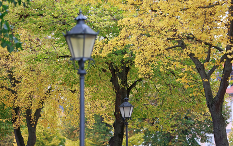 Herbstlich gefärbt sind die Bäume am Domplatz in Halberstadt, Sachsen-Anhalt. - Foto: Matthias Bein/dpa