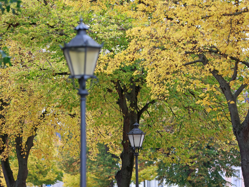Herbstlich gefärbt sind die Bäume am Domplatz in Halberstadt, Sachsen-Anhalt. - Foto: Matthias Bein/dpa