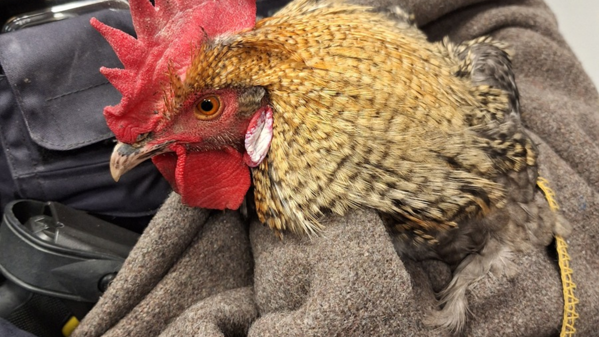 POL-HG: Auf Hahn folgt Hahn, Leitungswechsel bei der Polizeistation Bad Homburg, Bad Homburg, 19.01.2024 - Foto: presseportal.de