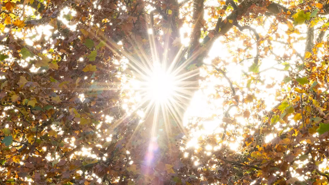 Sonne im Oktober. Der vergangene Monat war global gesehen um 0,40 Grad wärmer als der bisher wärmste Oktober 2019. - Bild: Friso Gentsch/dpa