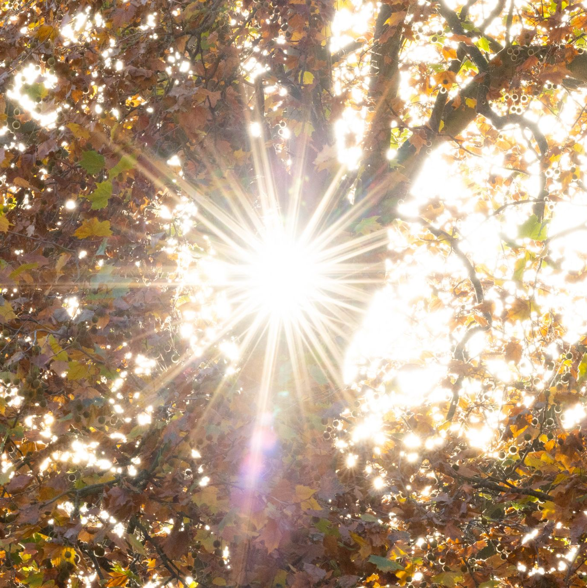 Sonne im Oktober. Der vergangene Monat war global gesehen um 0,40 Grad wärmer als der bisher wärmste Oktober 2019. - Foto: Friso Gentsch/dpa