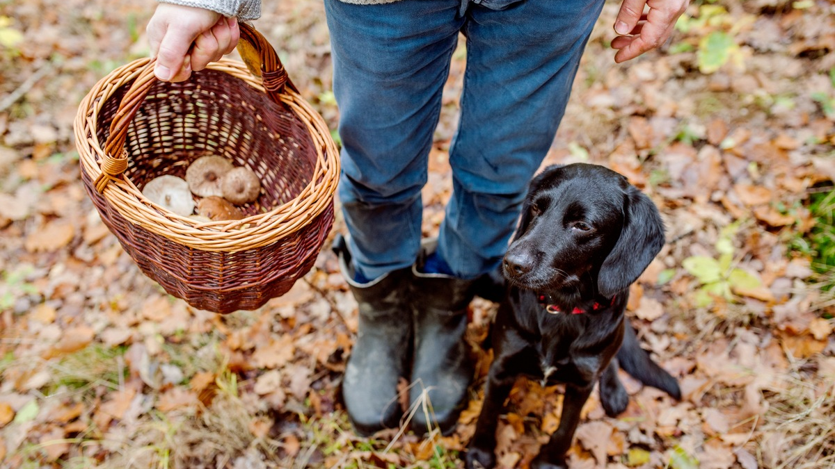 Der goldene Herbst lockt zu Waldaktivitäten - Schützen Sie sich mit einer Impfung vor FSME - Foto: presseportal.de