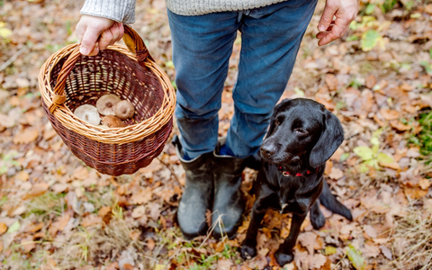 Der goldene Herbst lockt zu Waldaktivitäten - Schützen Sie sich mit einer Impfung vor FSME - Foto: presseportal.de