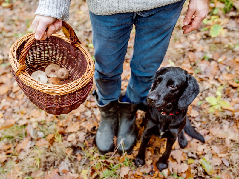 Der goldene Herbst lockt zu Waldaktivitäten - Schützen Sie sich mit einer Impfung vor FSME - Foto: presseportal.de
