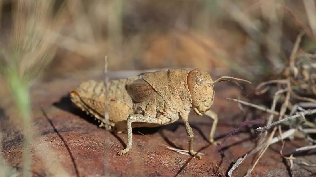 Die Crau-Schrecke (Prionotropis rhodanica) gehört zu den vom Aussterben bedrohten Arten. - Bild: Axel Hochkirch/Musée National d’Histoire Naturelle/dpa