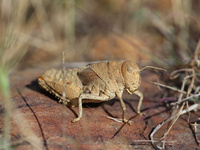 Die Crau-Schrecke (Prionotropis rhodanica) gehört zu den vom Aussterben bedrohten Arten. - Foto: Axel Hochkirch/Musée National d’Histoire Naturelle/dpa