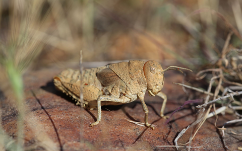 Die Crau-Schrecke (Prionotropis rhodanica) gehört zu den vom Aussterben bedrohten Arten. - Foto: Axel Hochkirch/Musée National d’Histoire Naturelle/dpa