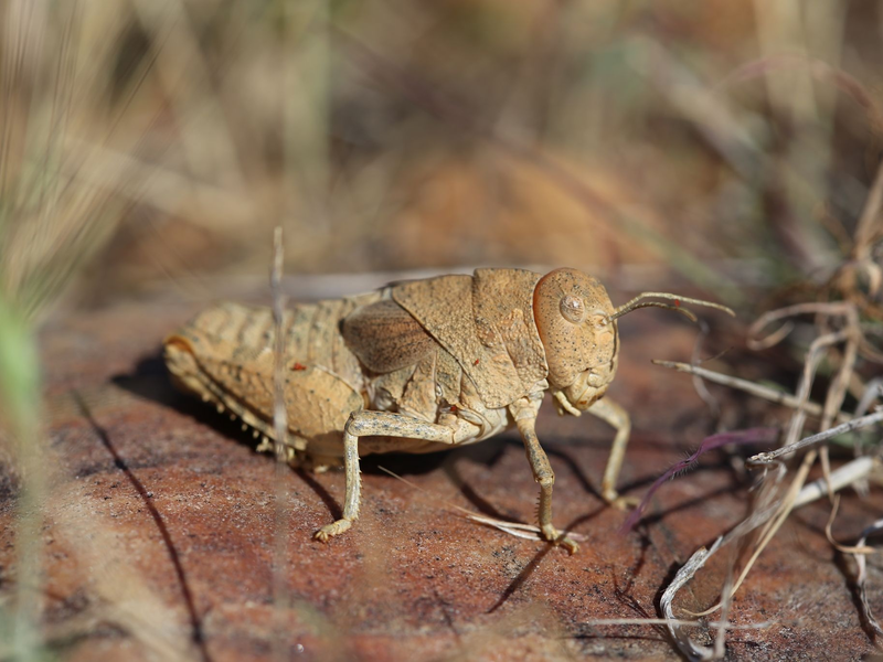 Die Crau-Schrecke (Prionotropis rhodanica) gehört zu den vom Aussterben bedrohten Arten. - Foto: Axel Hochkirch/Musée National d’Histoire Naturelle/dpa