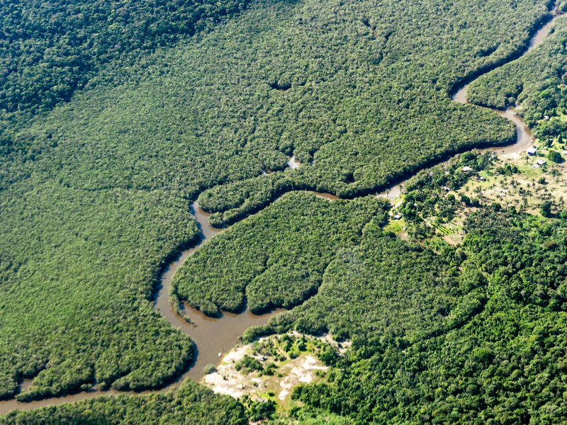 Der Amazonas-Regenwald wird als «grüne Lunge der Erde» bezeichnet, weil er große Mengen Kohlendioxid absorbiert und Sauerstoff produziert. (Archivbild) - Foto: Jens Büttner/dpa