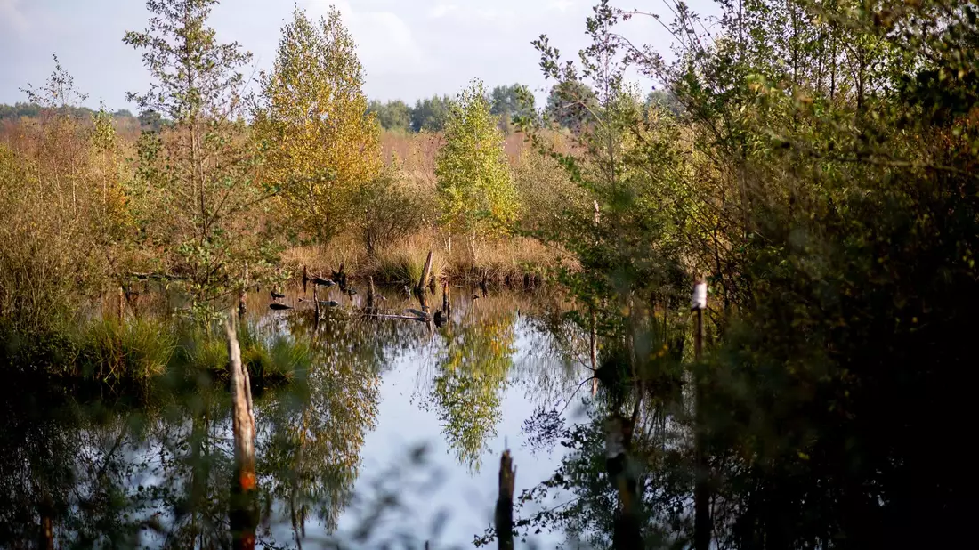 Moore sind wichtig für die Natur - wie hier die Diepholzer Moorniederung nahe der Ortschaft Heimstatt im Landkreis Diepholz in Niedersachsen. - Bild: Hauke-Christian Dittrich/dpa