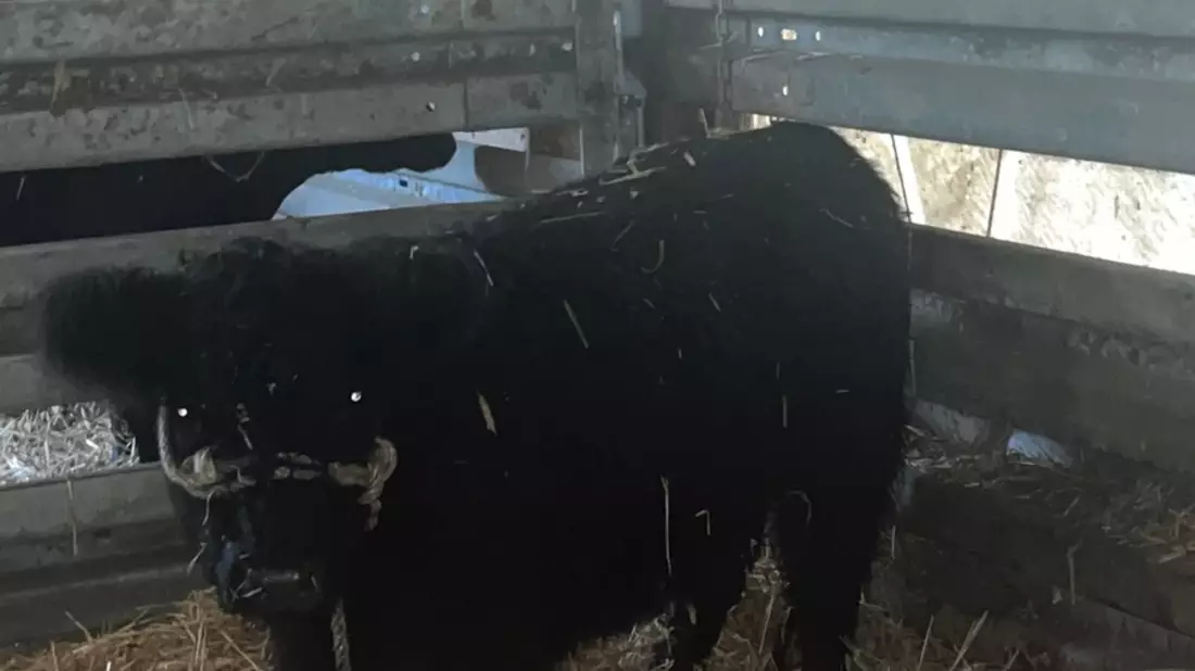 POL-ROW: ++ Foto vom entlaufenen Galloway-Rind ++ - Bild: presseportal.de