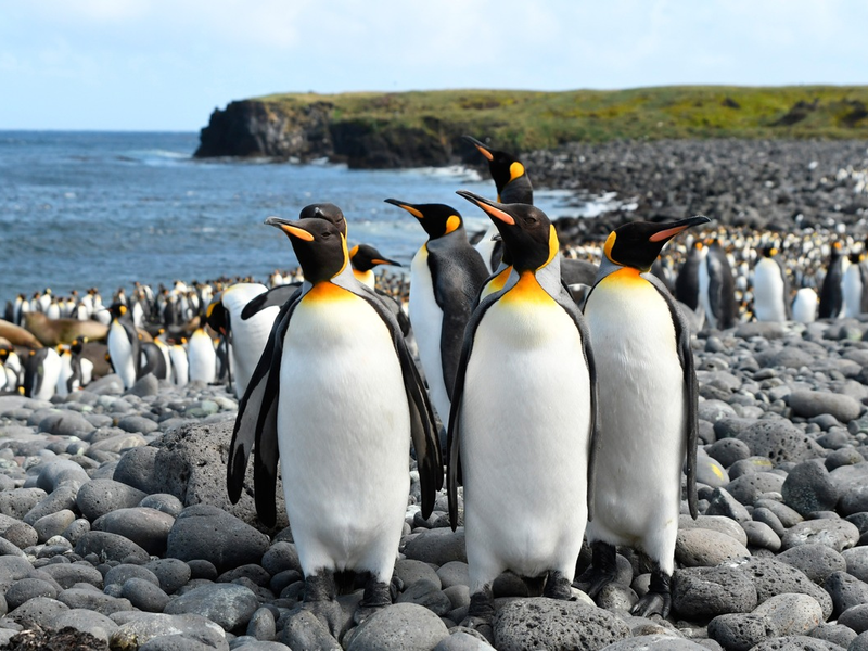 „Ein Jahr auf unserer Erde“ – Neue Naturdoku-Reihe im Ersten (Neu mit korrigiertem Titel) - Foto: presseportal.de