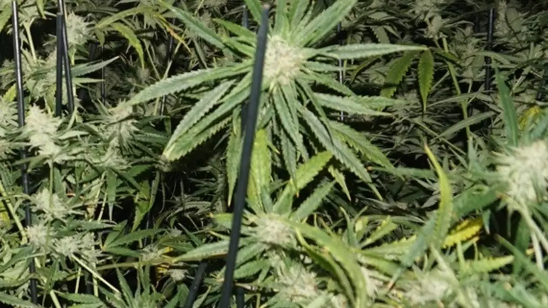 POL-MI: Polizei entdeckt Drogenplantage bei Hausdurchsuchung - Bild: presseportal.de