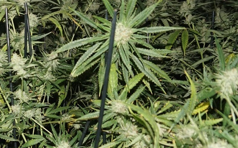 POL-MI: Polizei entdeckt Drogenplantage bei Hausdurchsuchung - Foto: presseportal.de