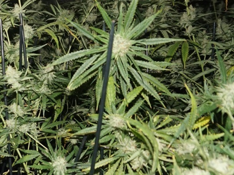 POL-MI: Polizei entdeckt Drogenplantage bei Hausdurchsuchung - Foto: presseportal.de