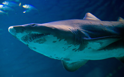 Um welche Hai-Art es sich handelte, ist noch unklar (Symbolbild). - Foto: Stefan Sauer/dpa