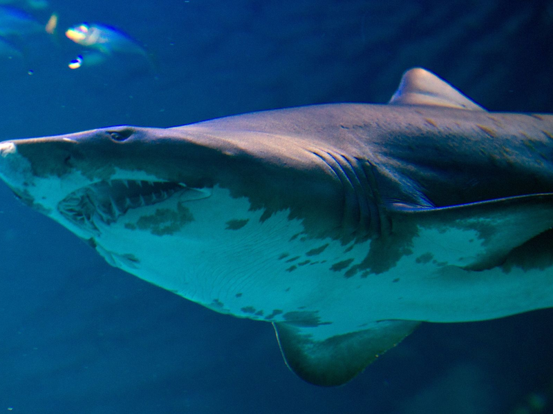 Um welche Hai-Art es sich handelte, ist noch unklar (Symbolbild). - Foto: Stefan Sauer/dpa