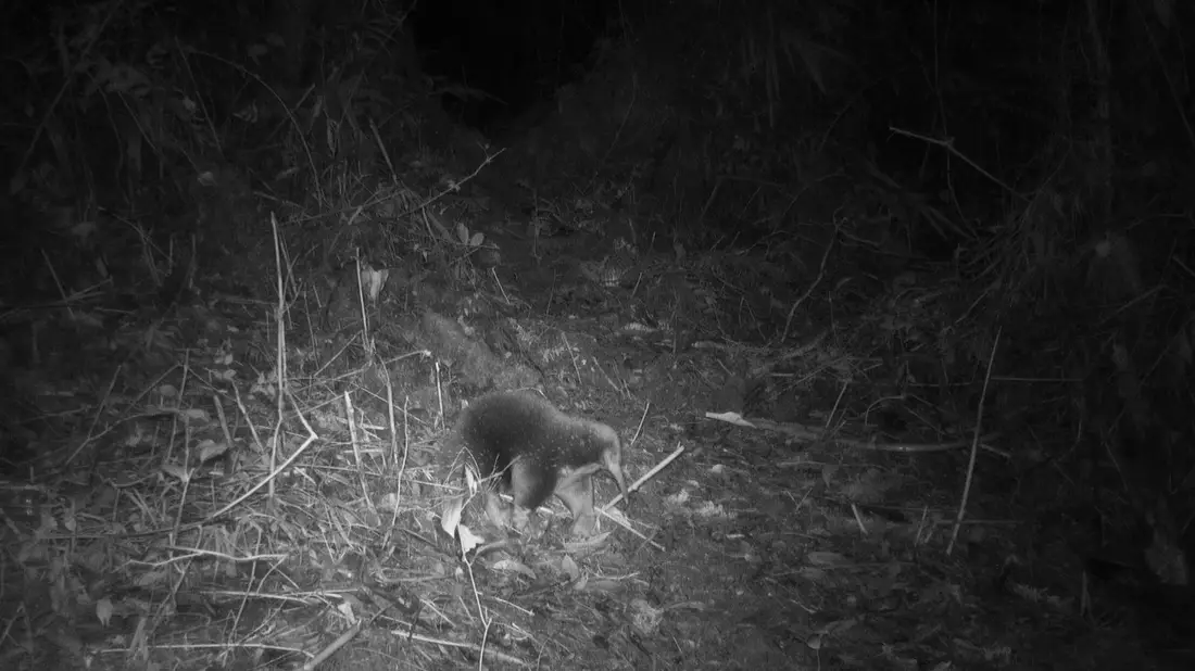 Ein Attenborough-Langschnabeligel ist in den Zyklopenbergen der indonesischen Provinz Papua vor die Linse einer Kamera gelaufen. - Bild: Cyclops Expedition/dpa