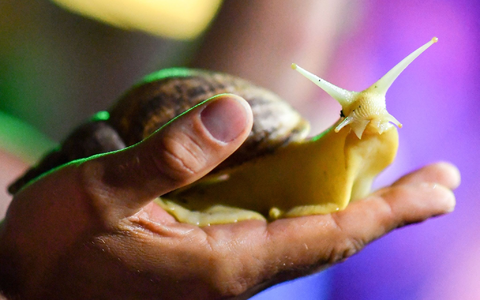 «Die sozialen Netzwerke sind voll von Fotos von Menschen, die Tiere mit ihrer Haut oder sogar ihrem Mund berühren», sagte eine Forscherin der Universität Lausanne. - Foto: Jens Kalaene/dpa-Zentralbild/dpa