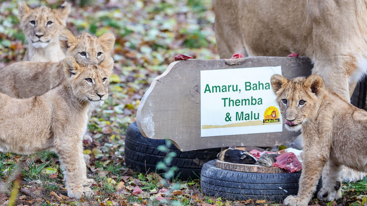 Die Löwenjungen mit ihrer Mutter Kigali  in der Löwensavanne im Leipziger Zoo. - Foto: Jan Woitas/dpa