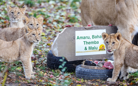 Die Löwenjungen mit ihrer Mutter Kigali  in der Löwensavanne im Leipziger Zoo. - Foto: Jan Woitas/dpa