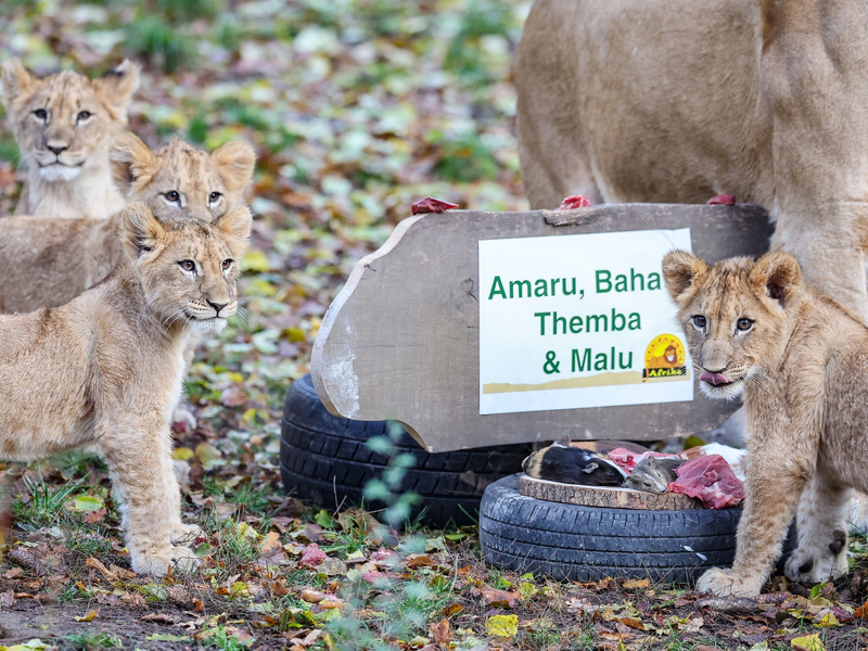 Die Löwenjungen mit ihrer Mutter Kigali  in der Löwensavanne im Leipziger Zoo. - Foto: Jan Woitas/dpa