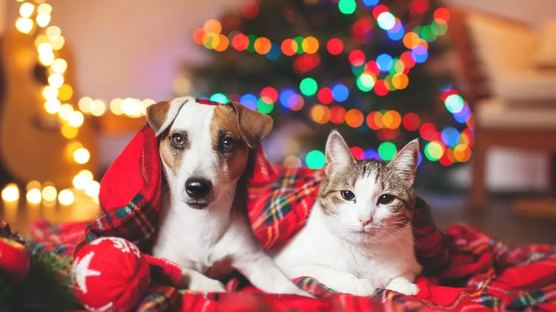 Ein Weihnachtsgeschenk für den geliebten Vierbeiner? So viel Budget planen Haustierbesitzende laut Weenect-Umfrage ein - Bild: presseportal.de