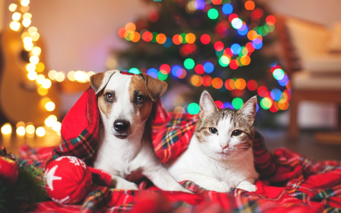 Ein Weihnachtsgeschenk für den geliebten Vierbeiner? So viel Budget planen Haustierbesitzende laut Weenect-Umfrage ein - Foto: presseportal.de