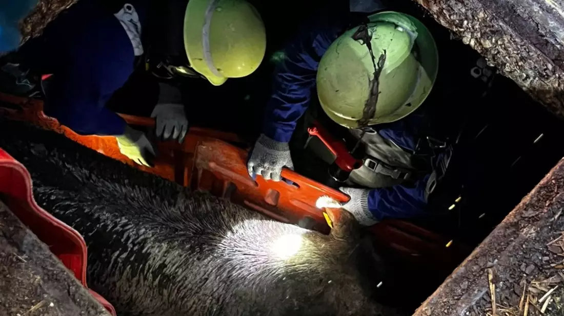FW-WRN: TH_1 - LZ3 - Schwein in der Güllegrube - Bild: presseportal.de