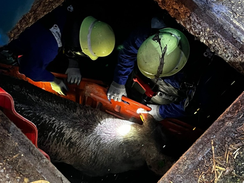FW-WRN: TH_1 - LZ3 - Schwein in der Güllegrube - Foto: presseportal.de