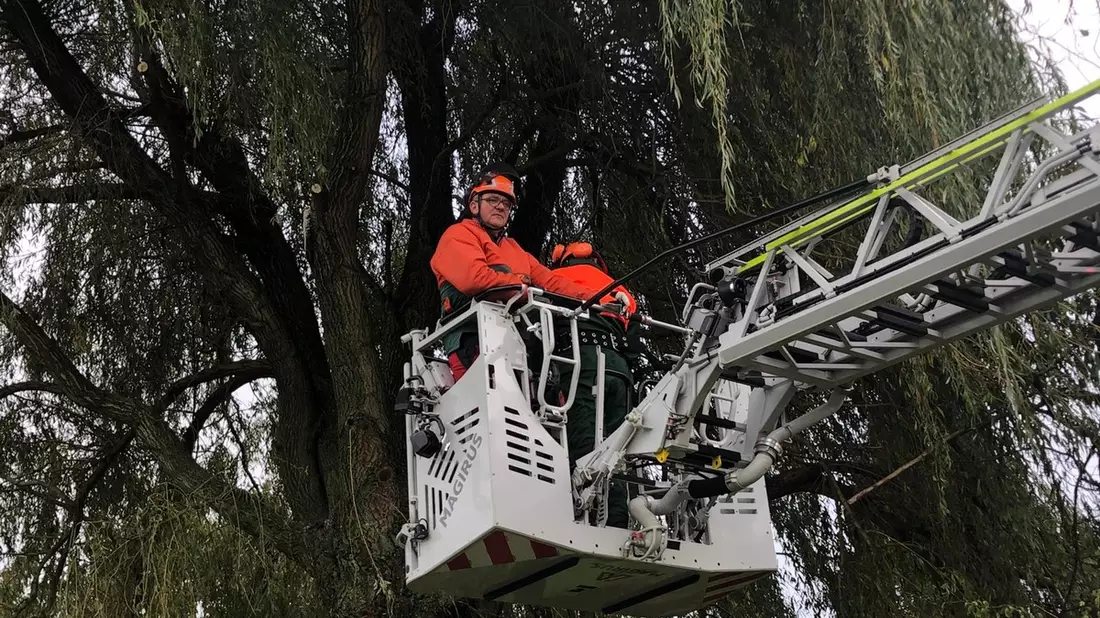 FW-KLE: Achtung, Baum fällt! - Ausbildung an der Motorsäge bei der Freiwilligen Feuerwehr Bedburg-Hau - Bild: presseportal.de