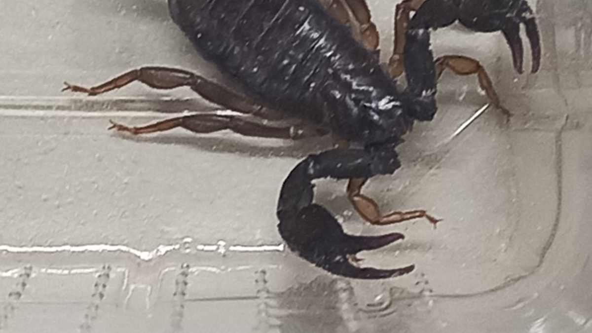 POL-AA: Rems-Murr-Kreis: Skorpion in Obhut genommen - Unfälle - Foto: presseportal.de