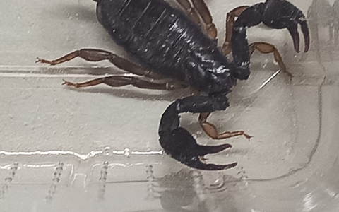 POL-AA: Rems-Murr-Kreis: Skorpion in Obhut genommen - Unfälle - Foto: presseportal.de