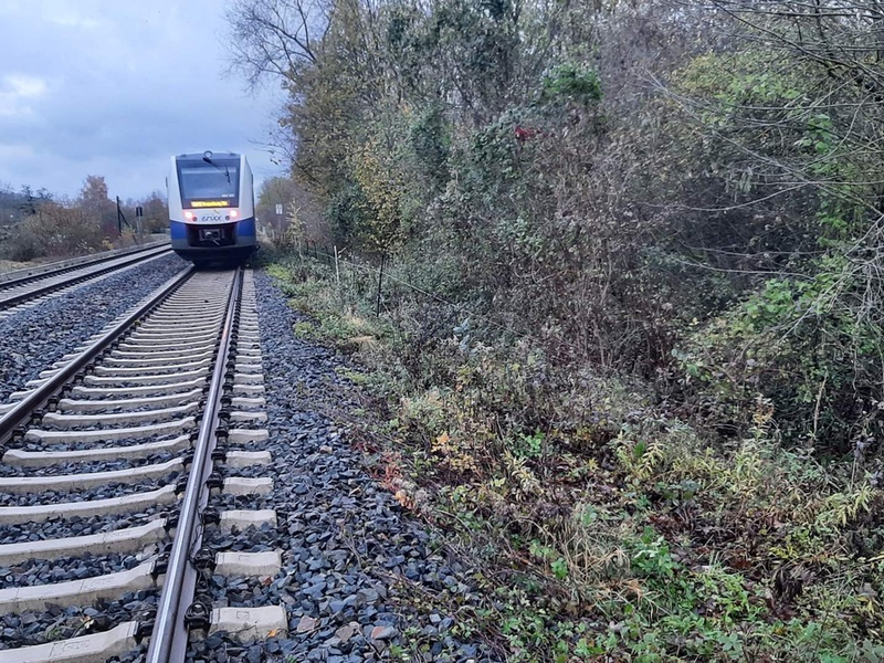 BPOL-H: Rinderherde ausgebrochen; ein Tier wird von Zug erfasst - Foto: presseportal.de