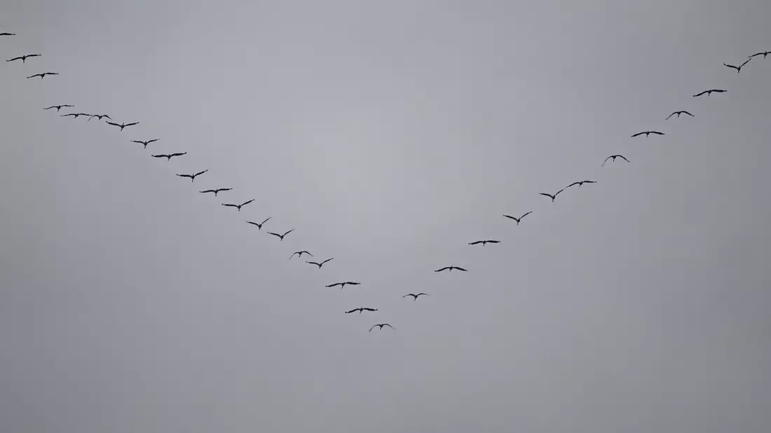 Kraniche sind auf ihrem Flug in den Süden am grauen Himmel über Frankfurt zu sehen. - Bild: Arne Dedert/dpa