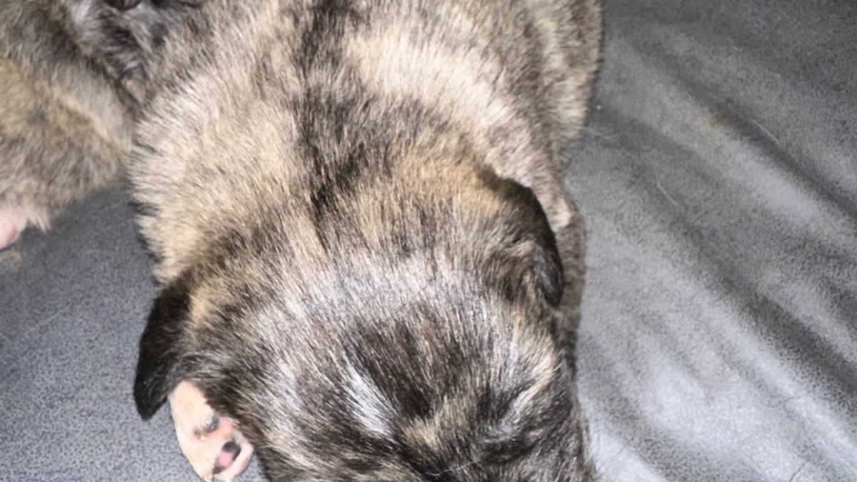 POL-OG: Appenweier- Hundewelpen entwendet, Zeugen gesucht - Foto: presseportal.de