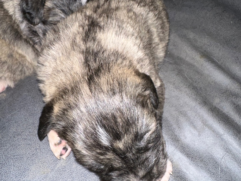 POL-OG: Appenweier- Hundewelpen entwendet, Zeugen gesucht - Foto: presseportal.de