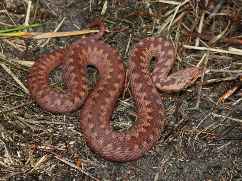 Die Kreuzotter ist in Deutschland stark gefährdet und benötigt besonderen Schutz. - Foto: Axel Kwet/Deutsche Gesellschaft für Herpetologie und Terrarienkunde (DGHT e.V.)/dpa